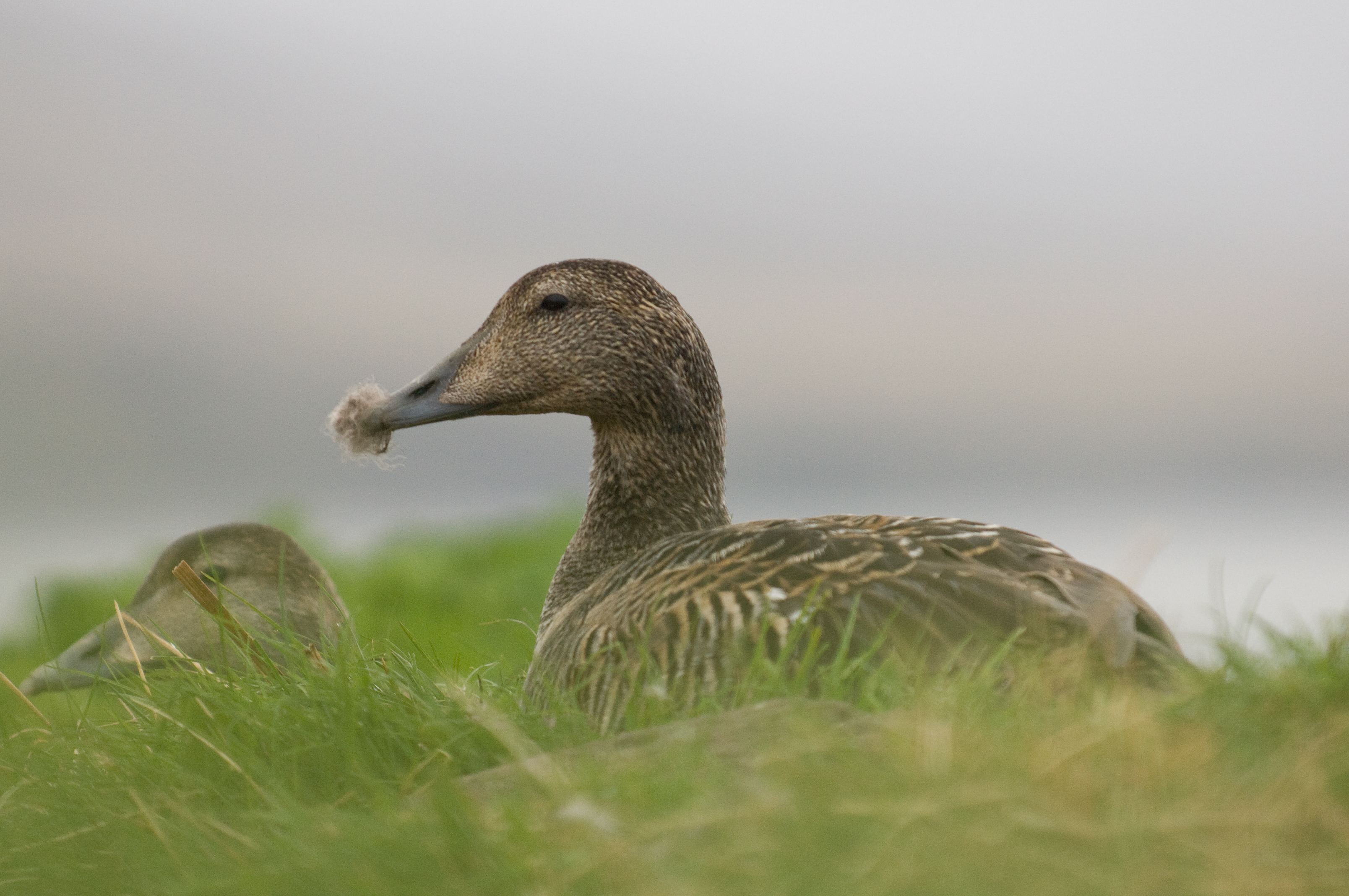 Eiderdown Skalanes